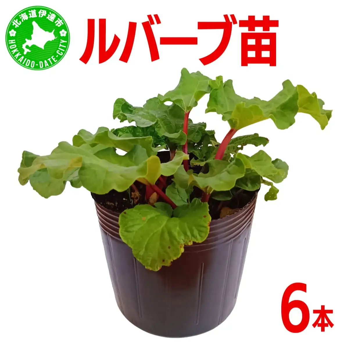 北海道 伊達市産 ルバーブ(苗) 6本｜国産 野菜 ジャム パイ お菓子作り 家庭菜園【kzh-021】