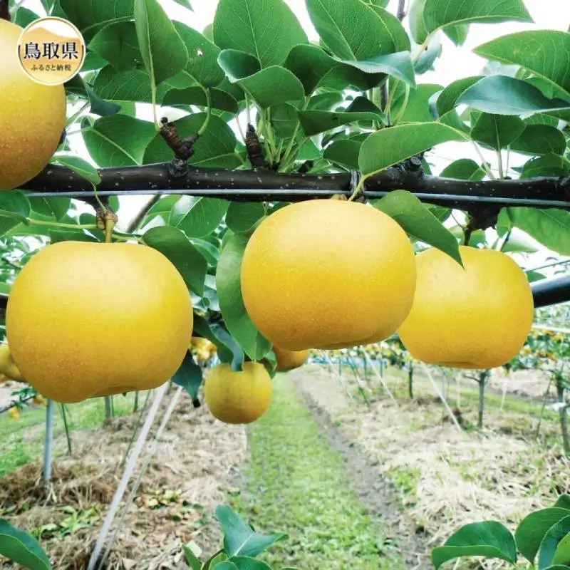 鳥取県産　新甘泉　“赤秀”　2kg（5～6玉/4L～3Lサイズ）【期間･数量限定】_T2600482