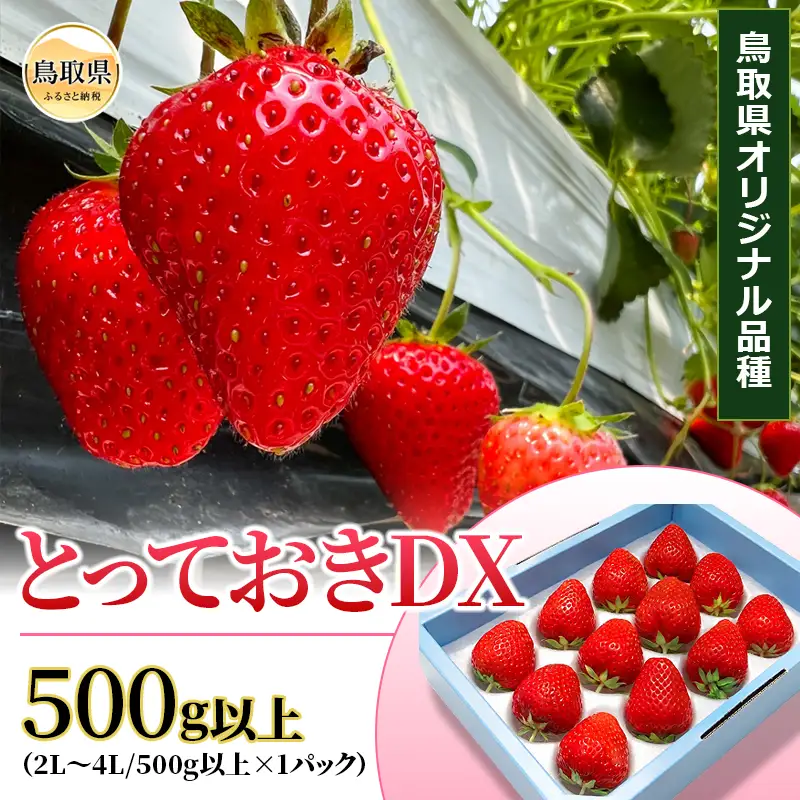 鳥取産　いちご「とっておきDX」500ｇ以上　鳥取県オリジナル品種　限定ブランド　とみハウス【期間･数量限定】_T2600525