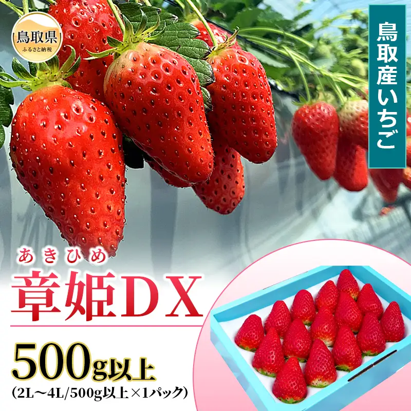 鳥取産いちご　章姫　あきひめ　DX　500ｇ以上　甘くて大きく美味しい　とみハウス【期間･数量限定】_T2600527