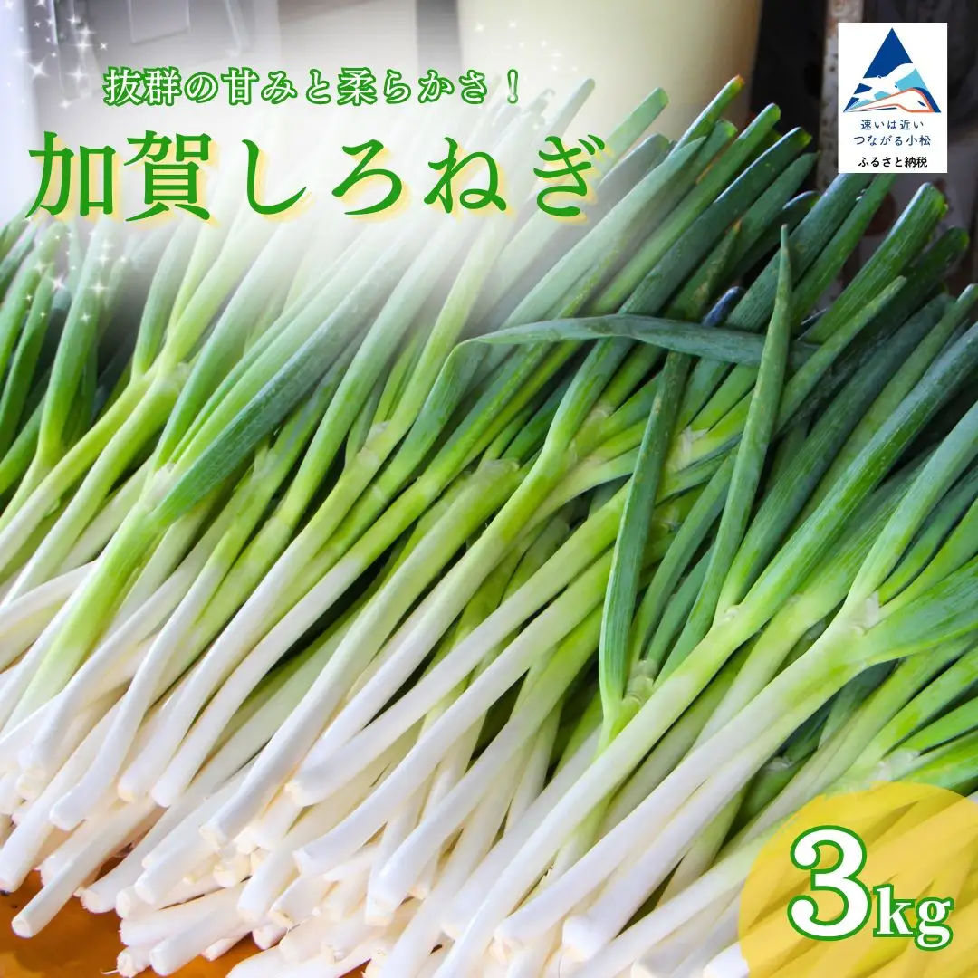 ネギ しろねぎ 長ネギ 3kg | 石川県 小松市 JAあぐり