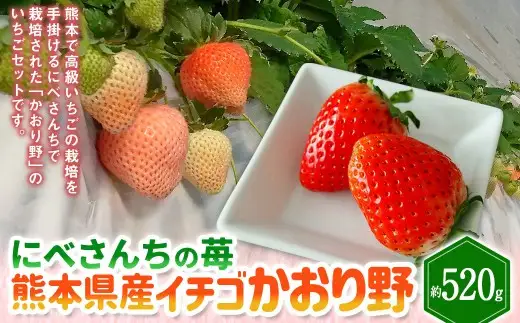 にべさんちの苺 熊本県産イチゴかおり野 約520g【2026年12月上旬発送開始】 苺 いちご フルーツ 果物 熊本