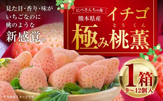 にべさんちの苺 熊本県産イチゴ極み桃薫(とうくん)  【2027年1月下旬発送開始】