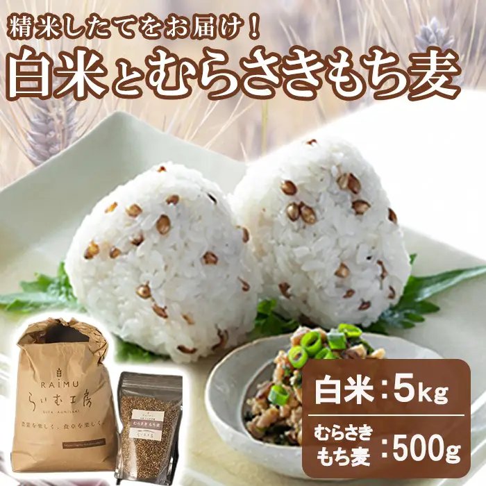 白米(5kg)＆むらさきもち麦(500g)常温 もち麦 紫もち麦 精米 白米 食物繊維 大麦 国産 【opas003】【らいむ工房】