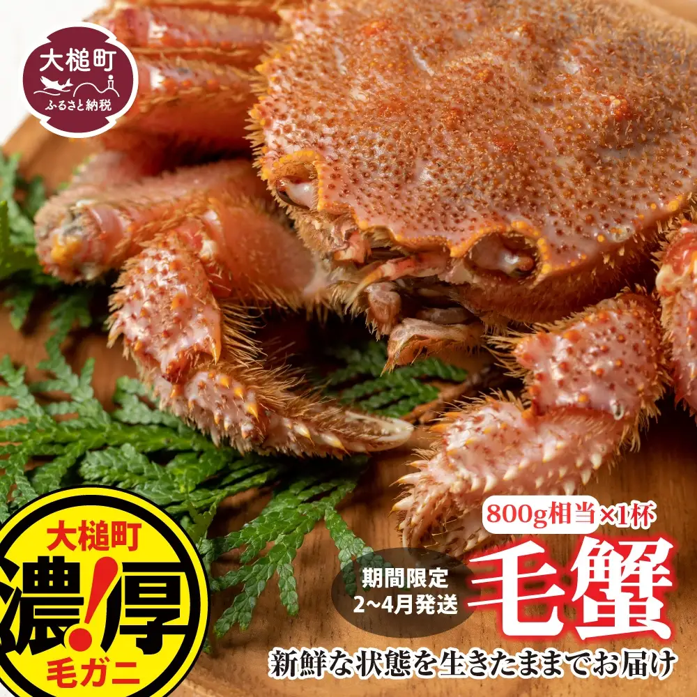 【令和9年発送先行予約】三陸産！活毛ガニ800g×1杯【08】【2027年2月～4月発送】