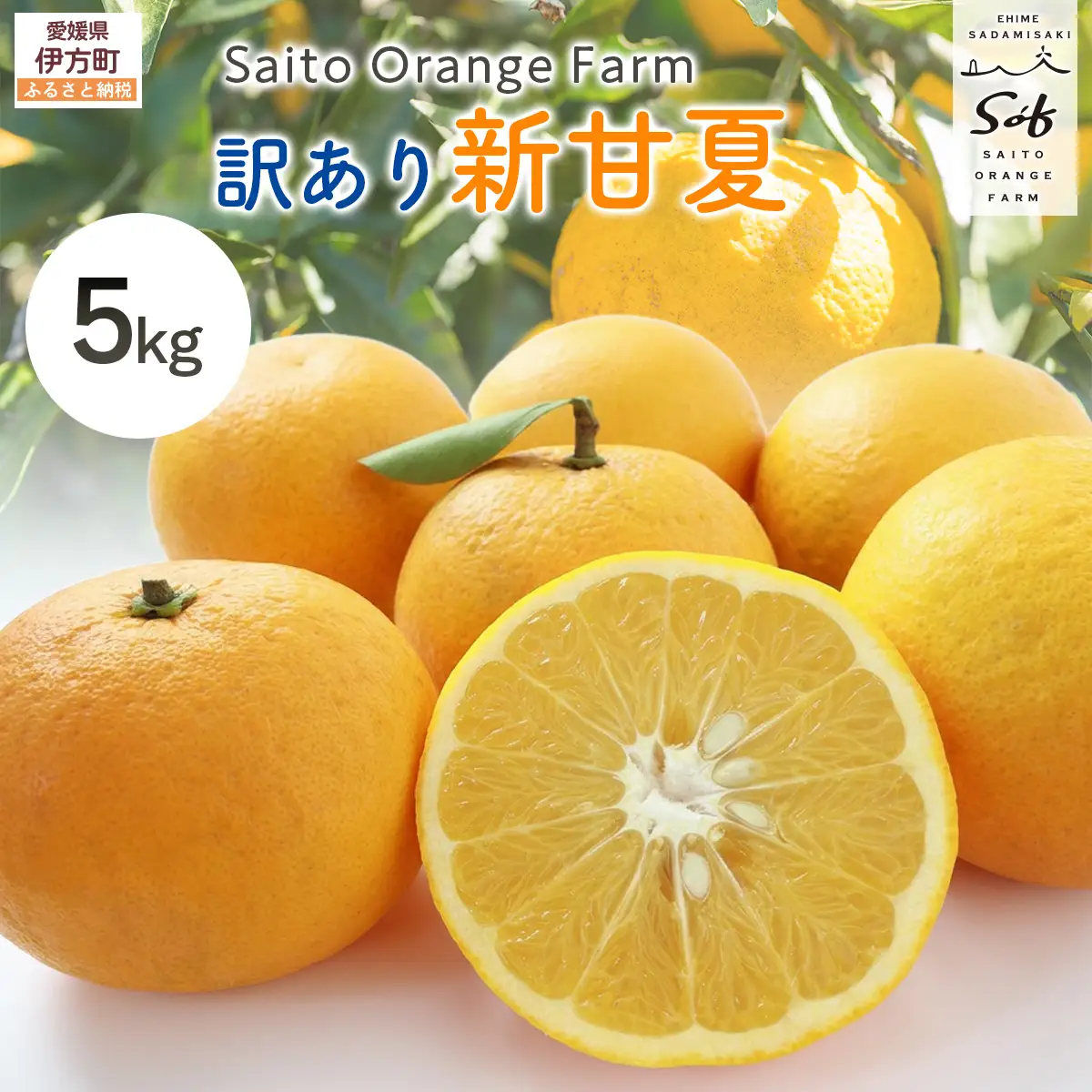 【先行予約】Saito Orange Farm　お徳・訳あり用　新甘夏5kg ｜ 柑橘 みかん ミカン フルーツ 果物　甘夏　新甘夏　サンフルーツ　 愛媛　　※2027年3月中下旬頃より順次発送予定 IKTAQ039