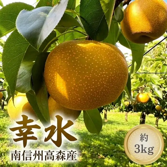 幸水 3kg箱