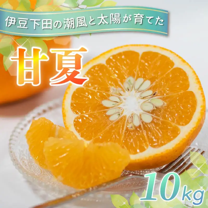 甘夏 10kg 先行予約 柑橘 みかん オレンジ あまなつ 静岡 伊豆 下田