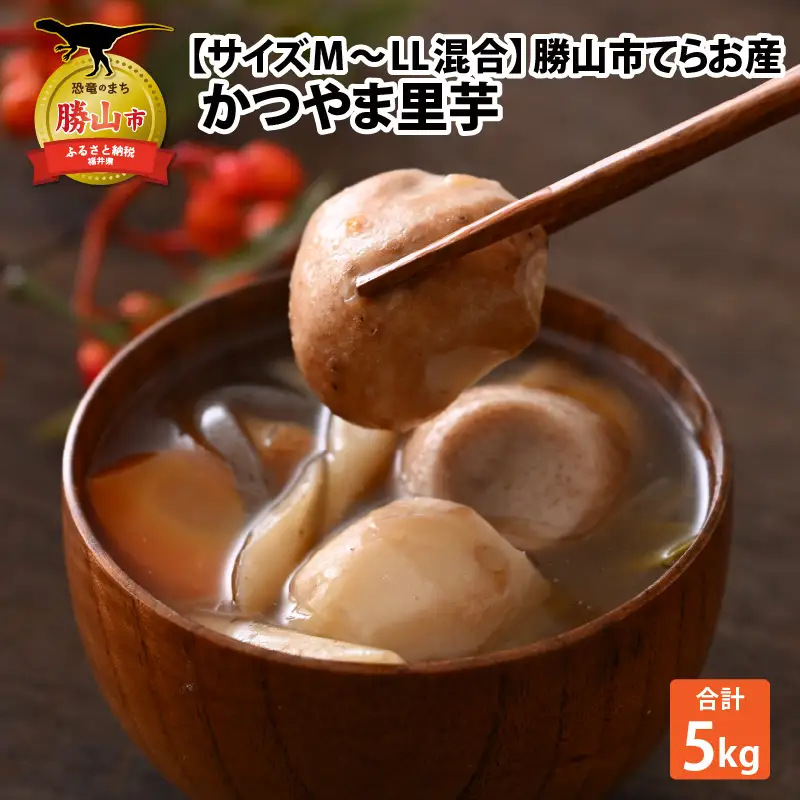 【先行予約】勝山市てらお産 かつやま里芋 5kg×1箱（サイズM～LL混合） ※2026年11月上旬より順次発送 [A-041006]