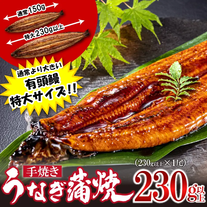〈いろは〉特大サイズ 有頭うなぎ蒲焼 国産 1尾(230g以上) [M1022] ウナギ 鰻 炭火焼き 肉厚 うな重 ランキング 土用の丑の日 鹿児島県 人気 オススメ 宮若市