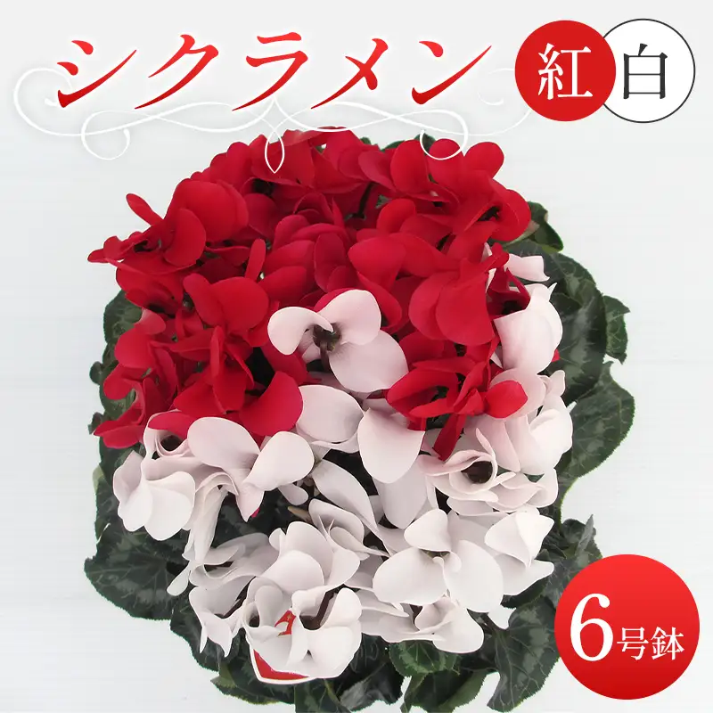 シクラメン 紅白寄せ植え6号鉢 ますだ農園 花 植物 フラワー F4N-2859