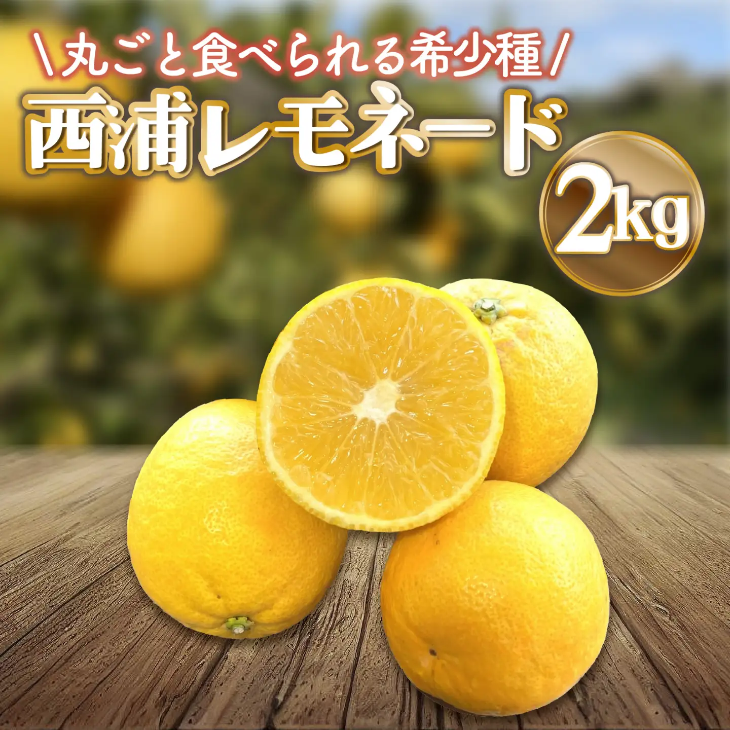 レモネード 柑橘 約 2kg 産地直送 沼津 柑橘