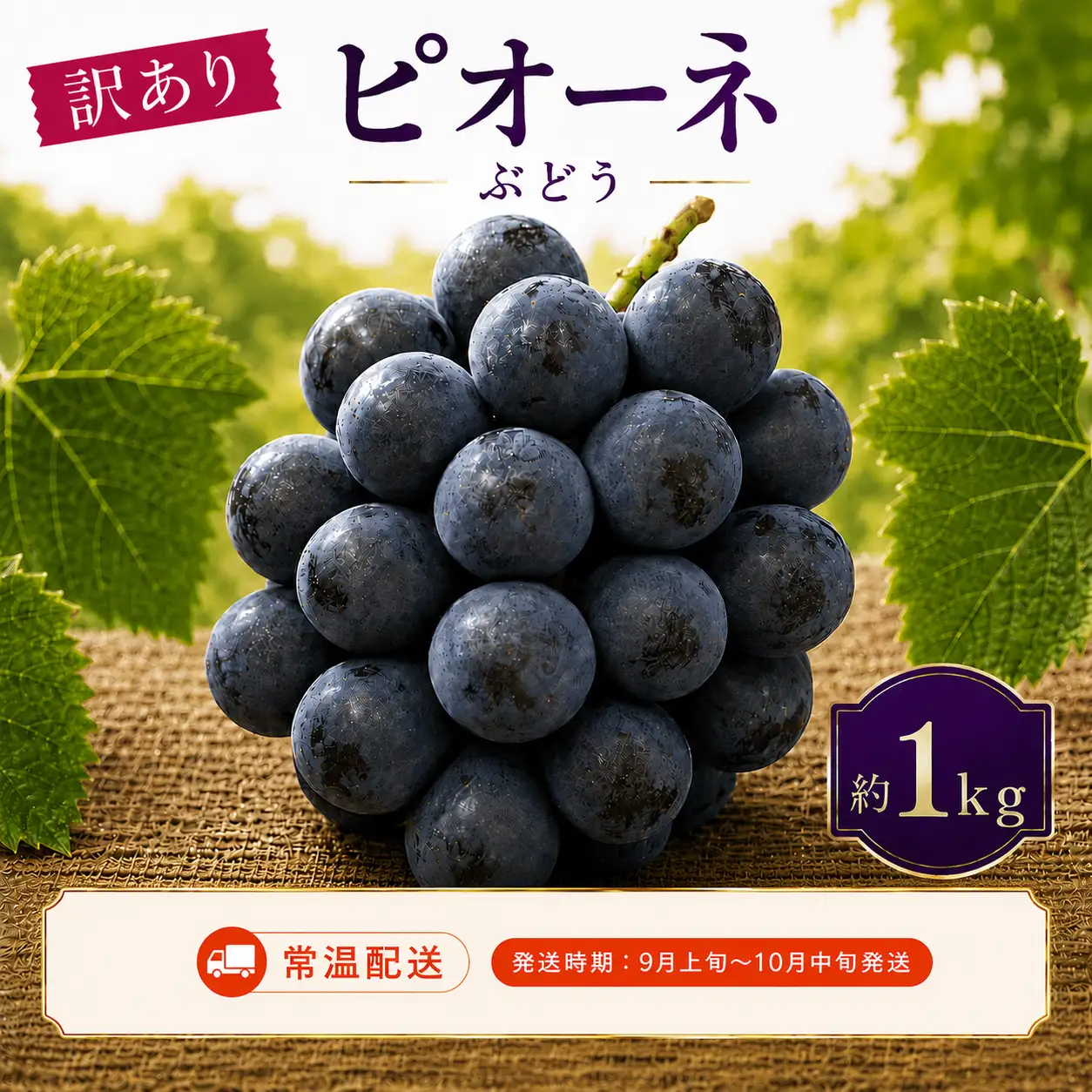 ＜訳あり＞ 家庭用ピオーネ 約1kg｜味はそのまま・ご家庭用におすすめ（常温配送）《9月上旬-10月中旬出荷予定》期間限定 フルーツ 果物 ぶどう ブドウ 神石高原町 広島県