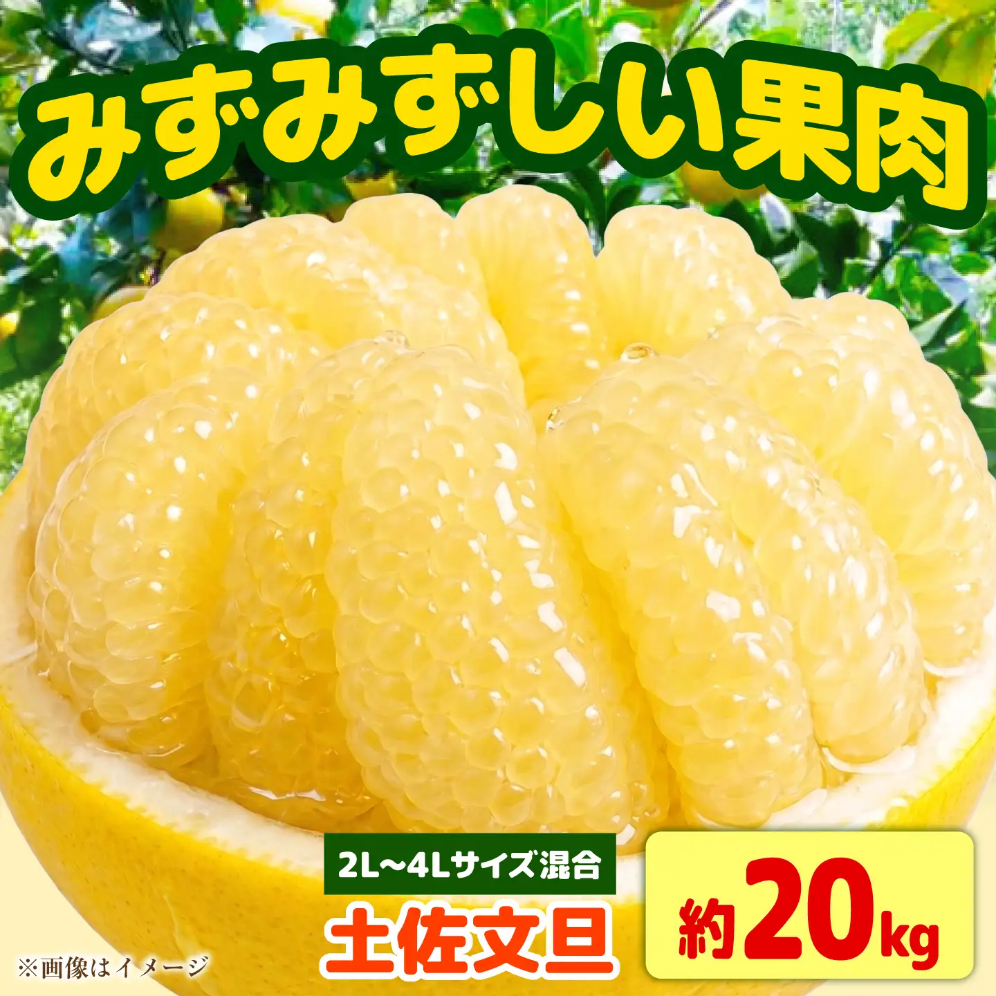 【先行予約】土佐文旦家庭用 約20kg 2L-4Lサイズ混合＜2027年1月下旬から順次発送＞ / ぶんたん ブンタン 文旦 フルーツ 柑橘 みかん 果物 くだもの 柑橘類 デザート おやつ さっぱり おいしい 甘い お取り寄せ 国産【玉木農園】[BQAJ010]