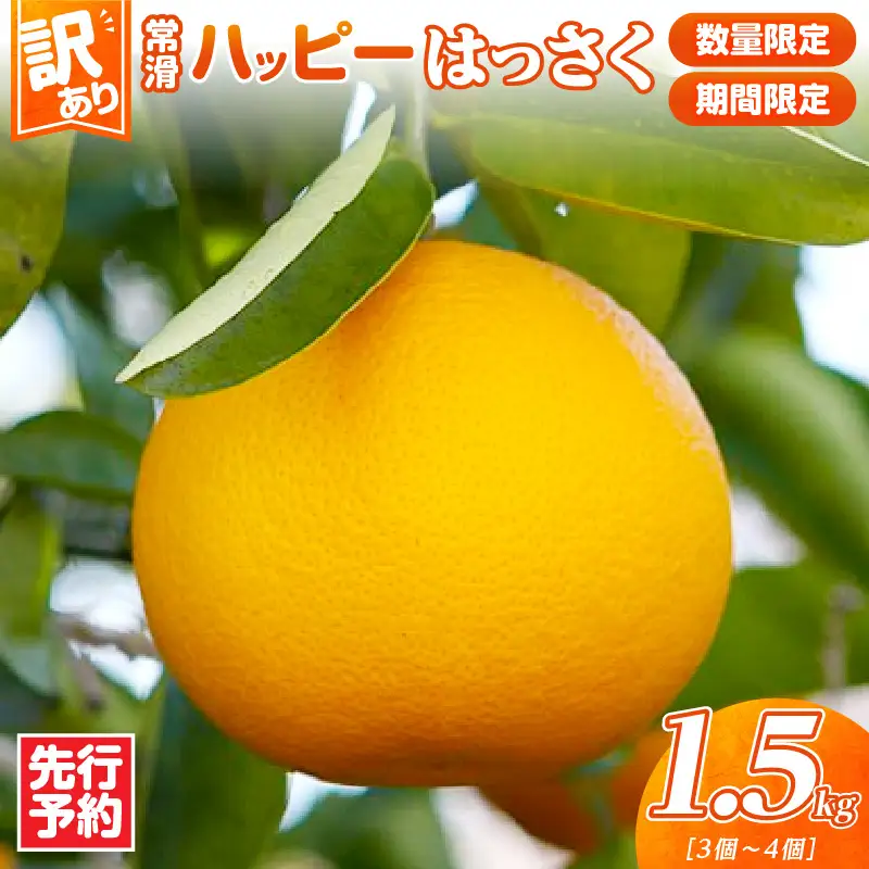 【先行予約】【訳あり】常滑ハッピーはっさく 1.5kg （3～4個）｜ はっさく フルーツ 常滑市