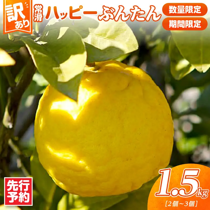 【先行予約】【訳あり】常滑ハッピーぶんたん 1.5kg（2～3個）｜ぶんたん フルーツ 常滑市