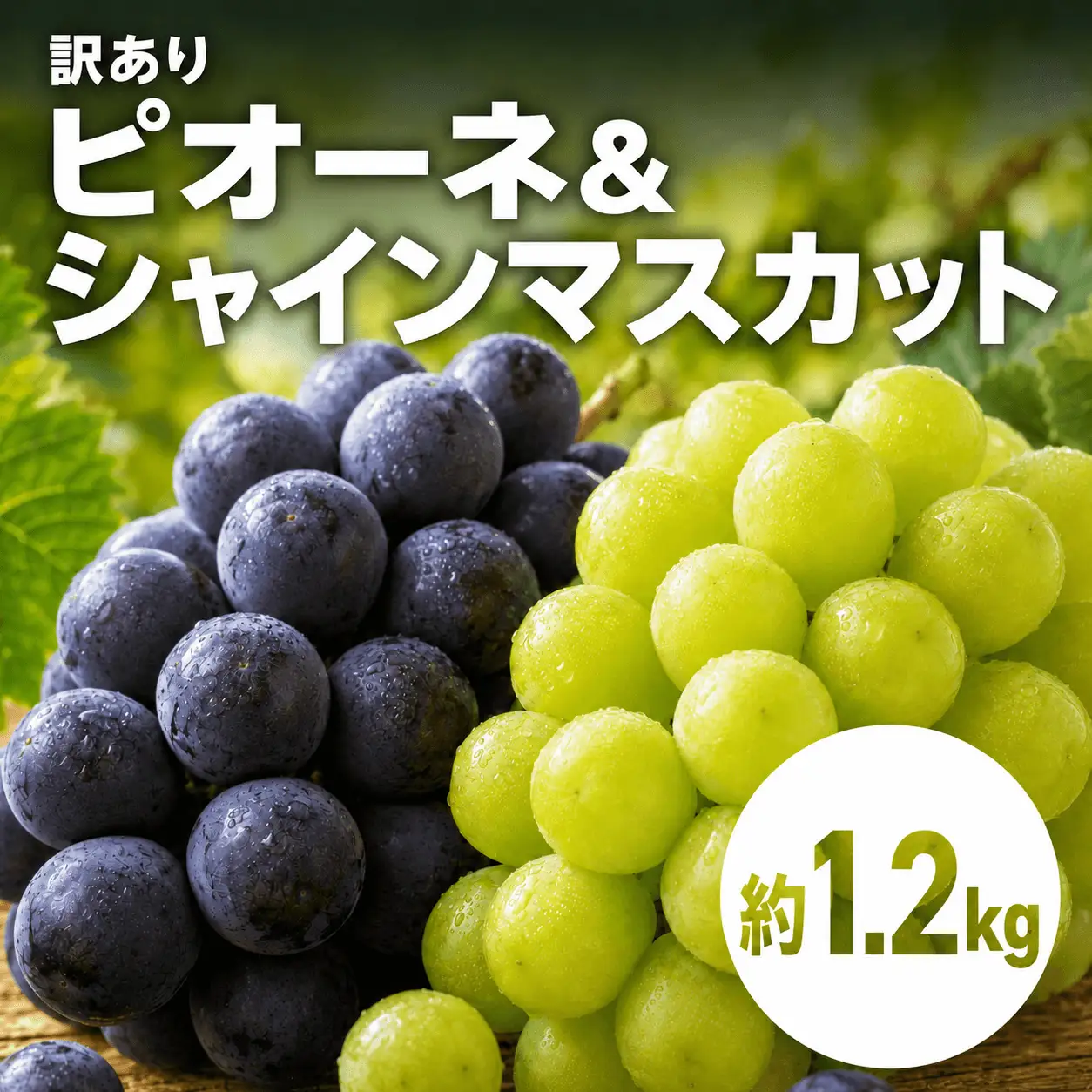 ＜訳あり＞ 家庭用ピオーネ＆シャインマスカット 約1.2kg｜味はそのまま・ご家庭用におすすめ（チルド配送）《9月中旬-10月下旬出荷予定》期間限定 フルーツ 果物 ぶどう ブドウ 神石高原町 広島県