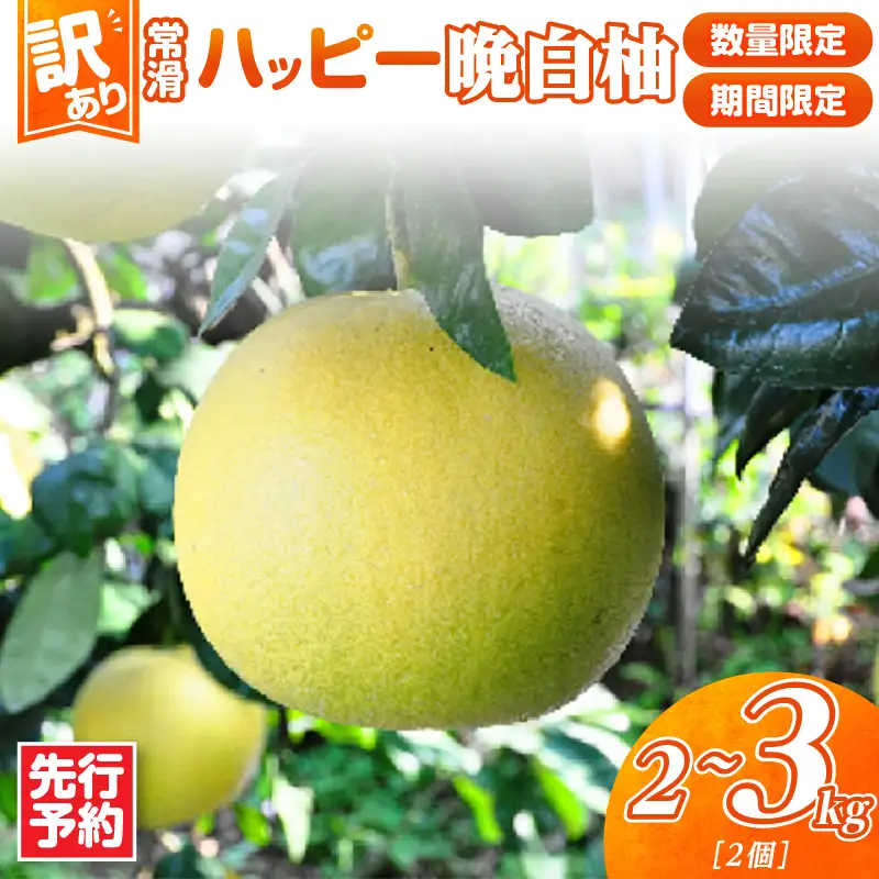 【先行予約】【訳あり】常滑ハッピー晩白柚 2kg～3kg（2個）｜ ばんぺいゆ フルーツ 常滑市