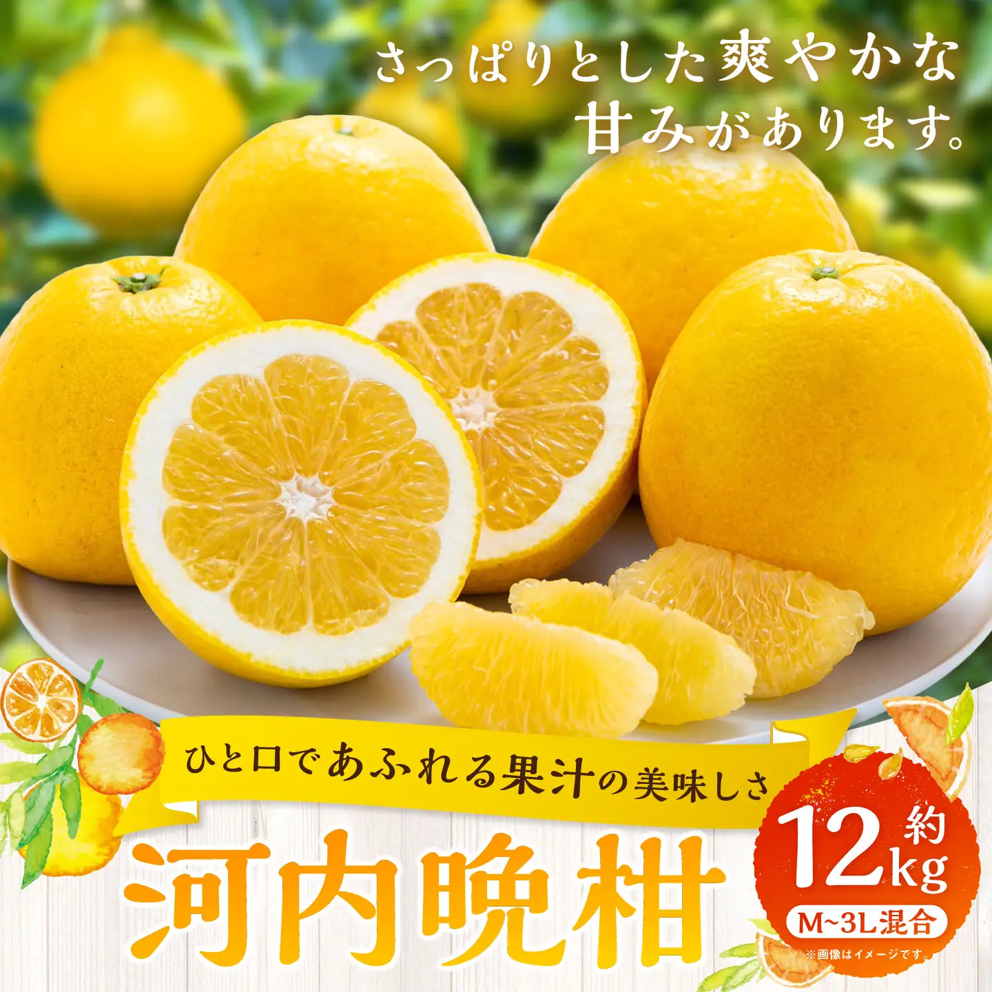 【 ひと口であふれる果汁の美味しさ 】 河内晩柑 約12kg みかん ミカン 柑橘 柑橘系 柑橘類 くだもの 果物 フルーツ 果実 果汁 果肉 国産 愛媛県産 【 2027年3月下旬～7月上旬 】 ( 1090 )