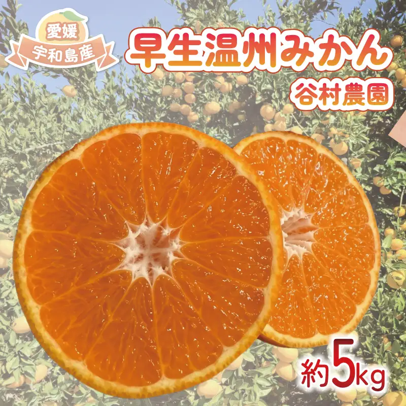 温州みかん 早生 みかん 5kg 谷村農園 B016-201004