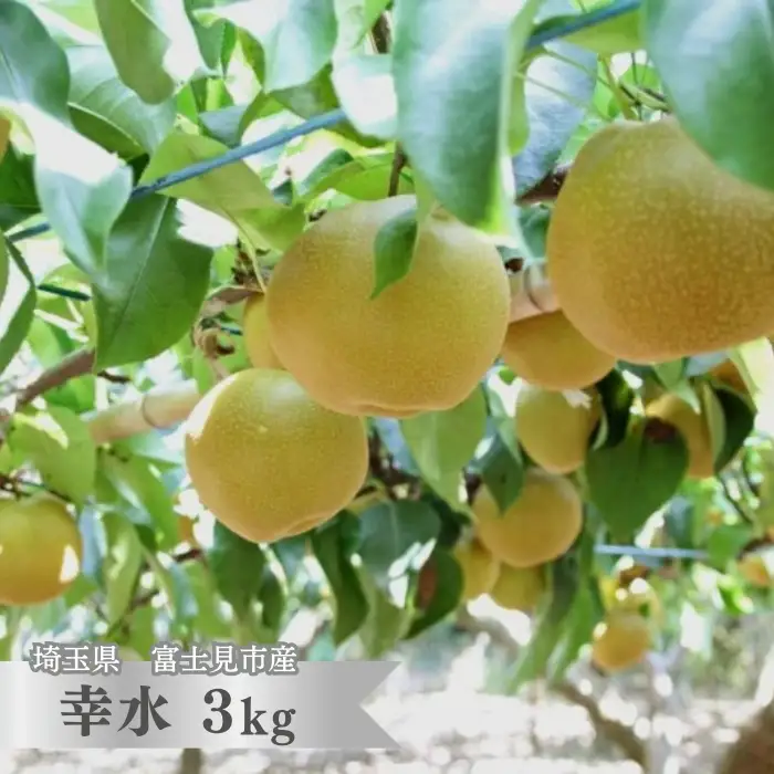 富士見市産 の 梨 ［ 幸水 ］　3kg