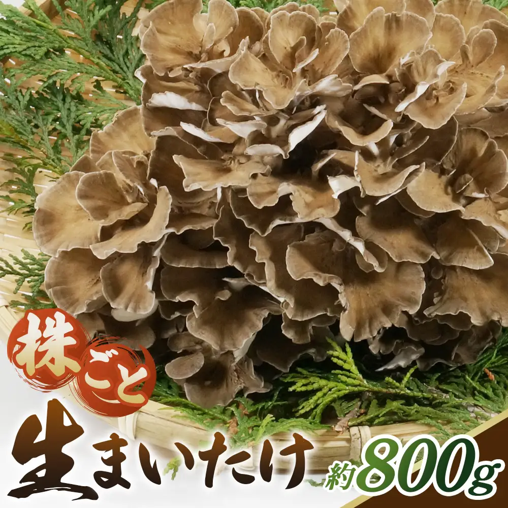 まいたけ 800g＜株ごと生まいたけ 2～3株 800g＞ ／ まいたけ 生まいたけ 舞茸 株まいたけ 株ごと 菌床栽培 農薬不使用 国産 野菜 新鮮 香り豊か シャキシャキ 歯ごたえ 天ぷら 炊き込みご飯 お吸い物 鍋 炒め物 大容量 山口県 No.233