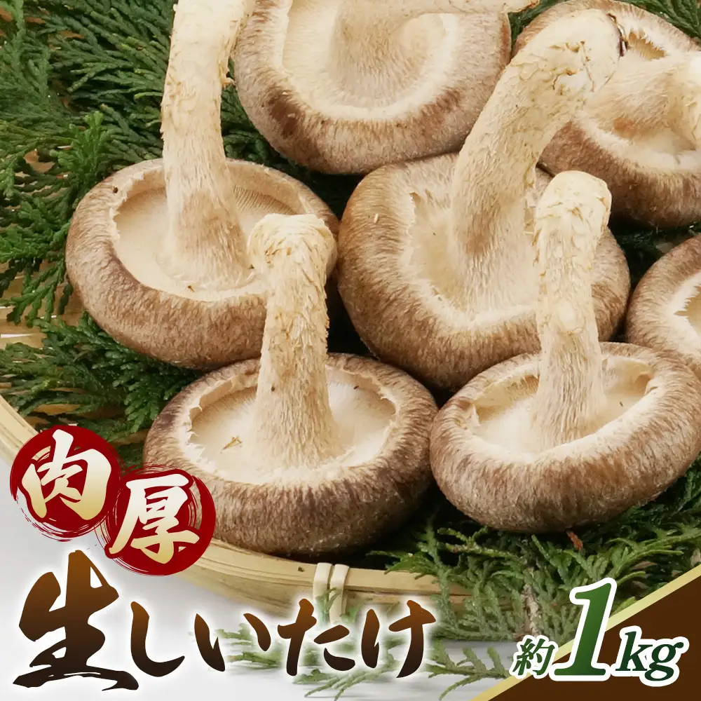 しいたけ 1kg＜肉厚生しいたけ どんこ 24～28個入り 1kg＞ ／ しいたけ 生しいたけ 肉厚 どんこ 菌床栽培 農薬不使用 国産 野菜 新鮮 ぷりぷり 食感 旨み BBQ 鍋 天ぷら 肉詰め 炒め物 大容量 料理用 山口県 No.235