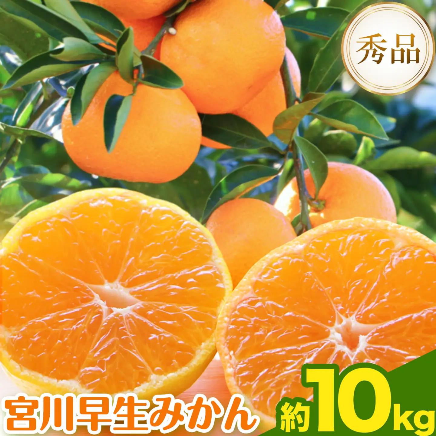 【先行予約】宮川 早生 みかん 約 10kg(S～Mサイズ混合) 
