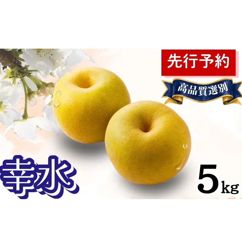 梨 幸水 果物 秋田県産 贈答用 梨【5kg 12〜14個入】