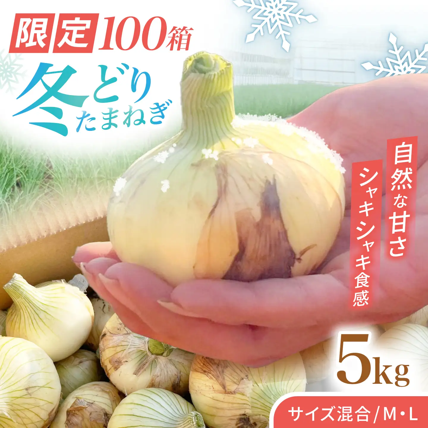【先行予約 2027年1月〜発送】種から栽培するこだわり！冬どりたまねぎ5kg【藤武農産】[IDM002]