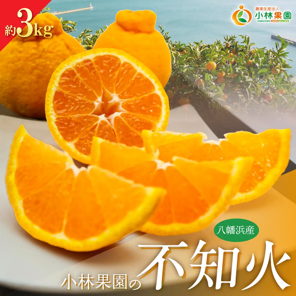 【先行受付】小林果園の不知火(約3kg)【24-44】YWTAD035