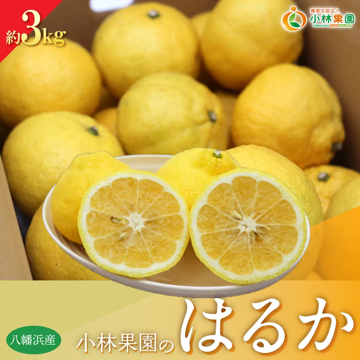 【先行受付】小林果園のはるか(約3kg)【24-45】YWTAD036