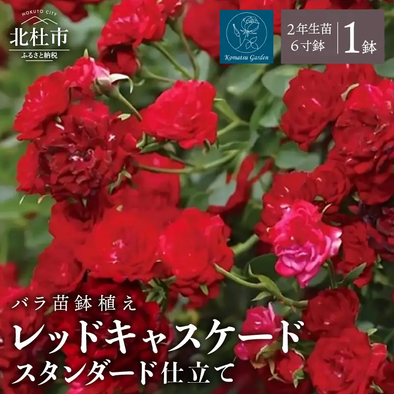2027年2月以降発送】バラ苗鉢植え「レッドキャスケードスタンダード