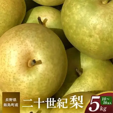 二十世紀梨 5kg 長野県飯島町産【1631988】
