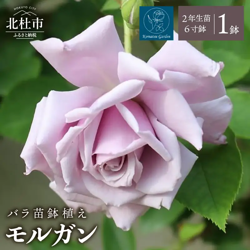 【2027年2月以降発送】バラ苗鉢植え「モルガン」 [h190]