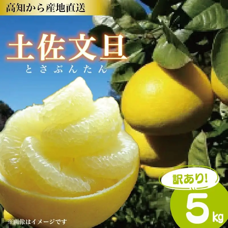 訳あり 土佐文旦 5kg 文旦 植田農園 ［1914］