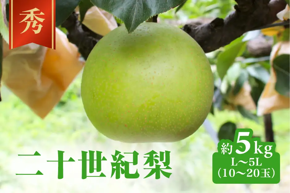 二十世紀梨 秀5㎏前後 L～5L(10～20玉前後) 梨 なし フルーツ 鳥取 高間商店 日野町