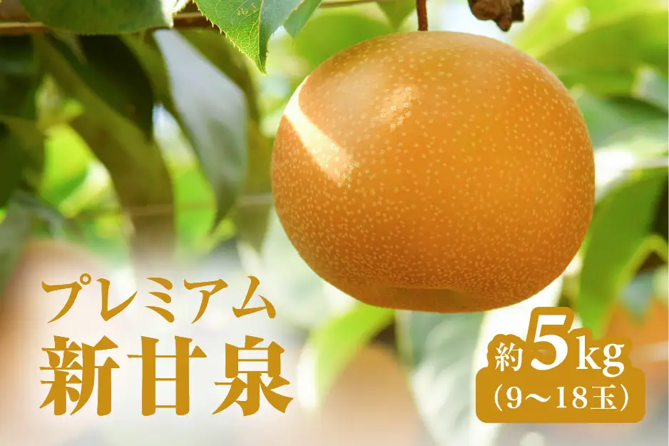 プレミアム新甘泉（しんかんせん） 5kg前後 (9～18玉前後) 梨 なし フルーツ 鳥取 高間商店 日野町