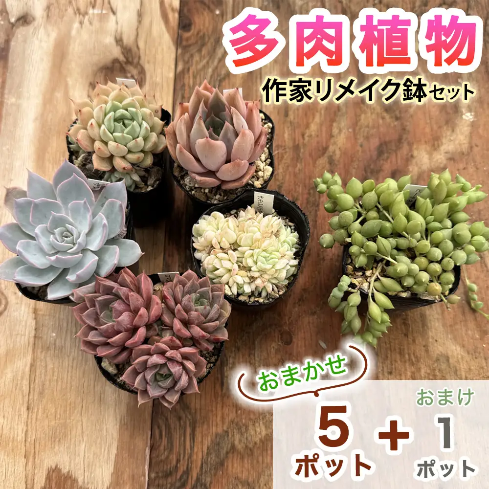 《9月下旬より順次発送》[作家リメイク鉢セット] 多肉植物 苗 おまかせ 5ポット+1ポットおまけ付き [1257]
