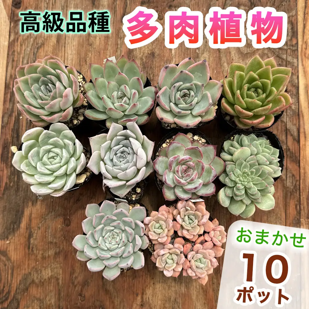 《9月下旬より順次発送》高級品種 多肉植物 苗 おまかせ 10ポット [1258]