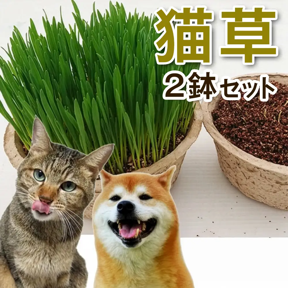 猫草 2鉢セット [1192]