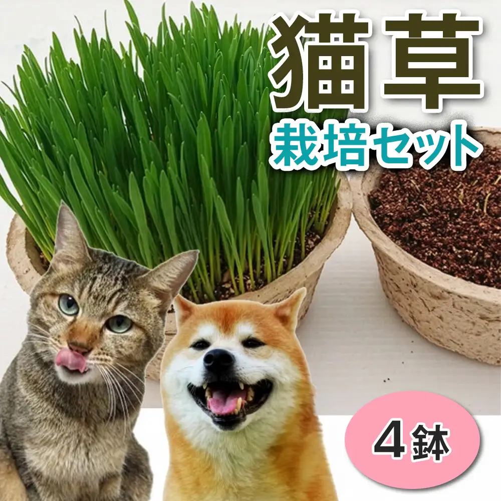 猫草 栽培セット 4鉢 [1194]