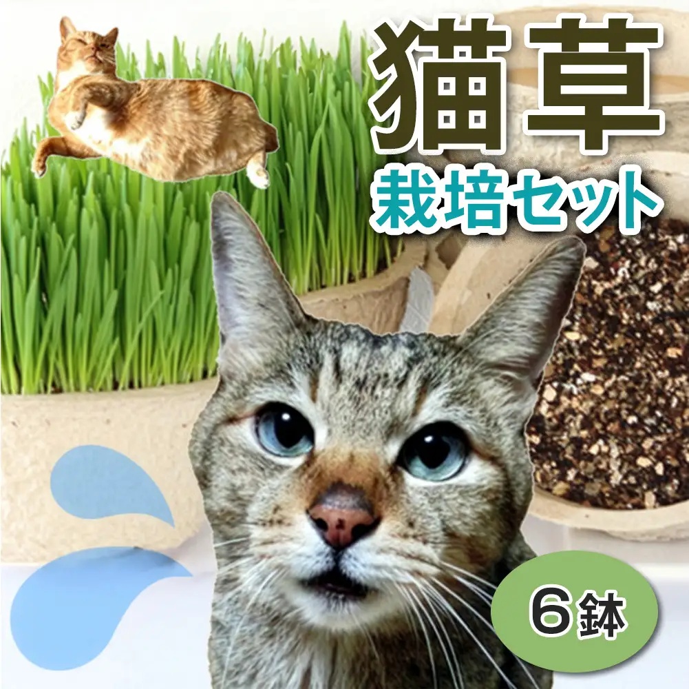 猫草 栽培セット 6鉢 [1195]