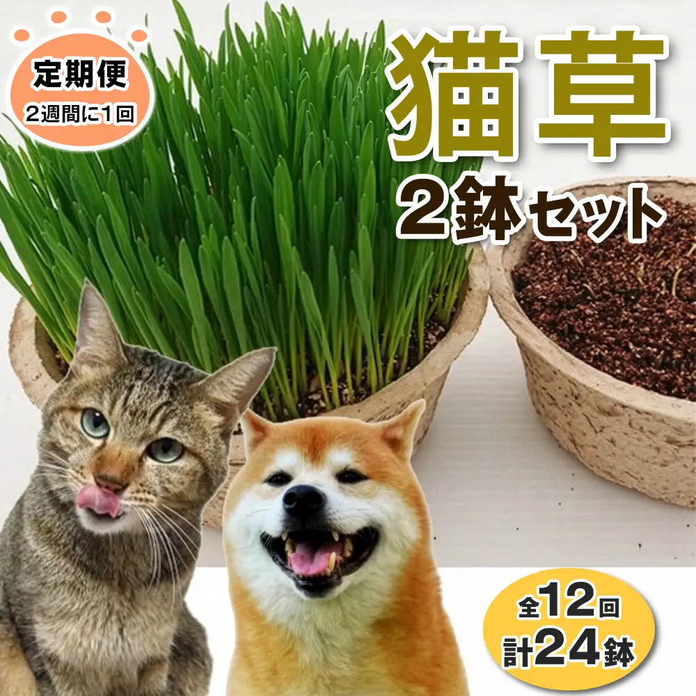 [定期便／2週間に1回 全12回] 猫草2鉢セット×12回 (計24鉢) [1198]