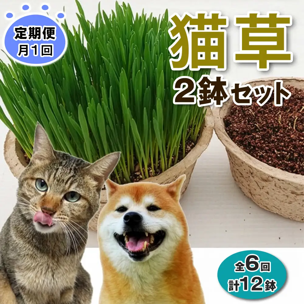 [定期便／6ヶ月連続] 猫草 2鉢セット×6回 (計12鉢) [1200]