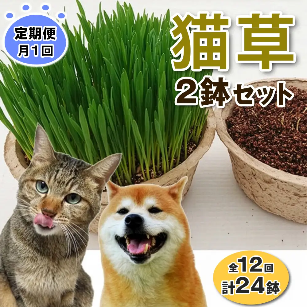 [定期便／12ヶ月連続] 猫草 2鉢セット×12回 (計24鉢) [1201]
