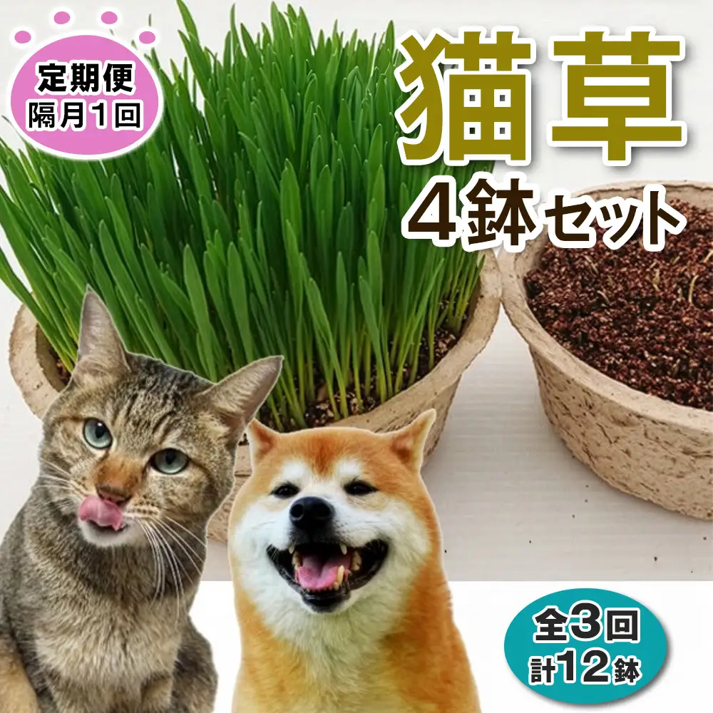 [定期便／隔月1回 全3回] 猫草 栽培セット 4鉢×3回 (計12鉢) [1203]