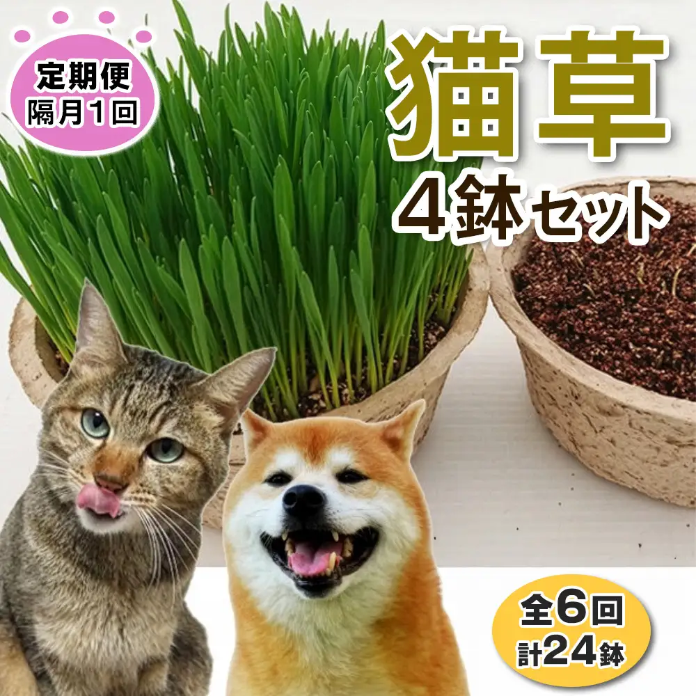[定期便／隔月1回 全6回] 猫草 栽培セット 4鉢×6回 (計24鉢) [1204]