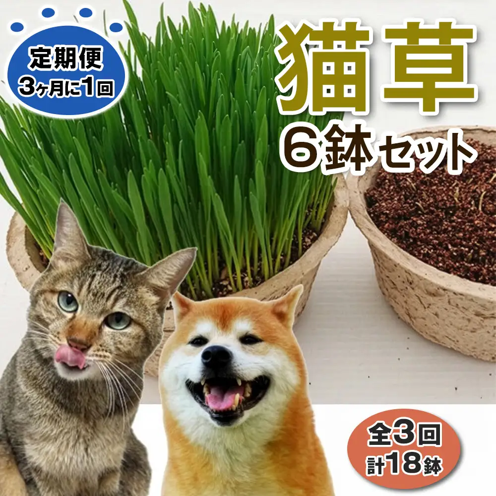 [定期便／3ヶ月に1回 全3回] 猫草 栽培セット 6鉢×3回 (計18鉢) [1205]