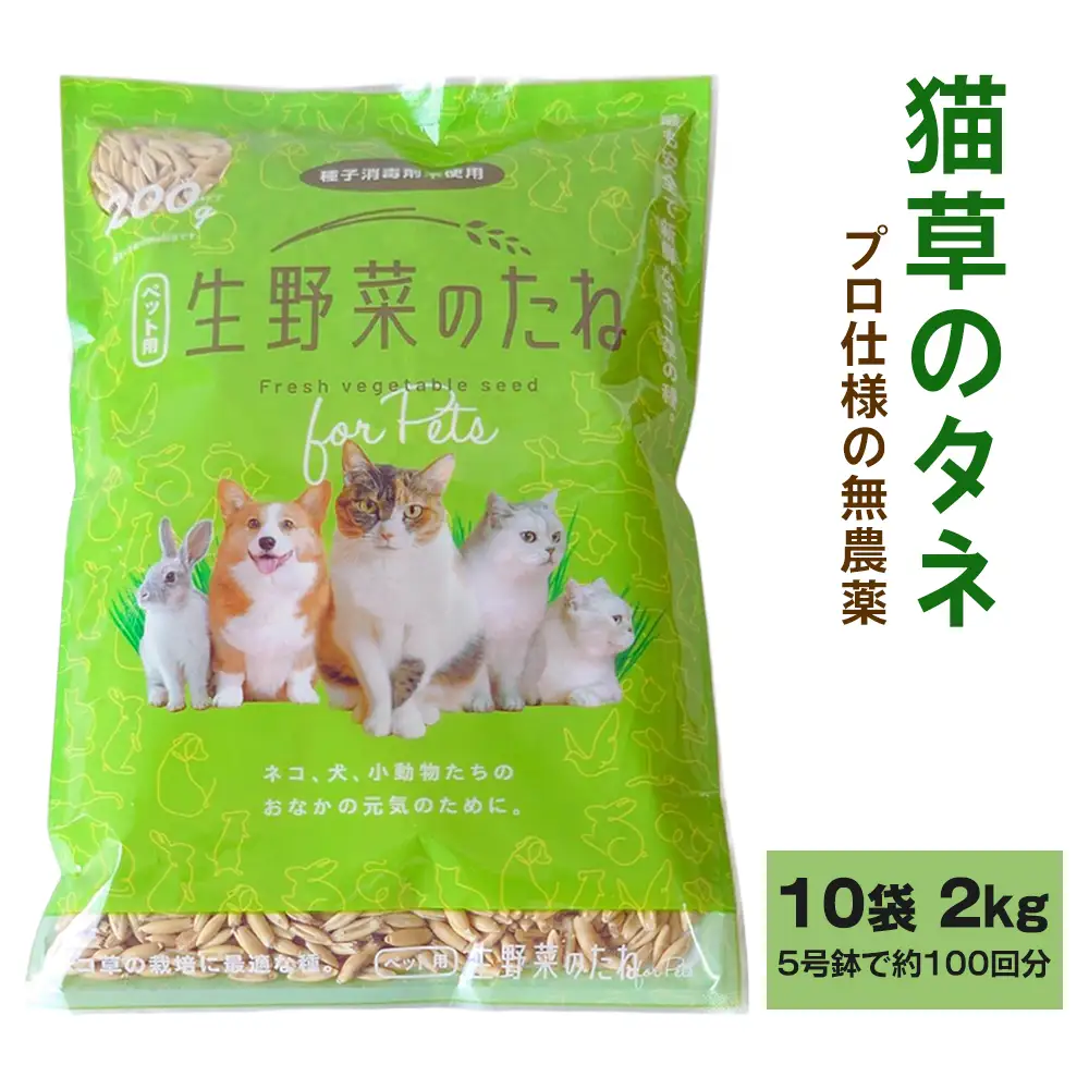 プロ仕様の 無農薬 猫草のタネ 10袋 計2kg (5号鉢で約100回分) [1214]
